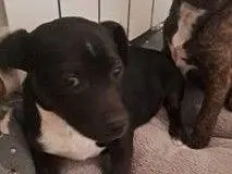 Adozione cane, femmina, Amstaff Razza sconosciuta, 1 anno e 1 mese, taglia piccola, Como