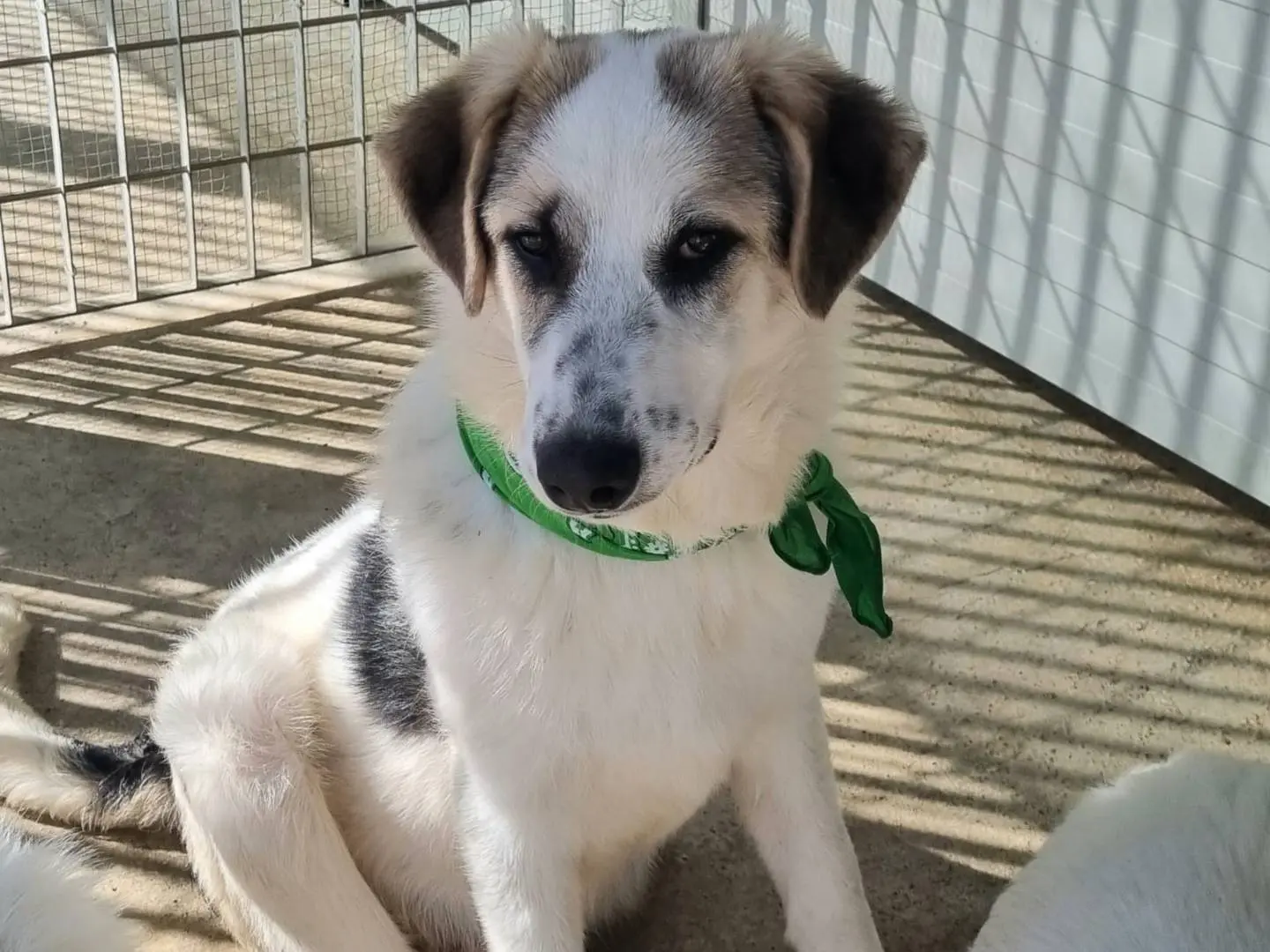 Vuoi adottare un cane a Taranto?