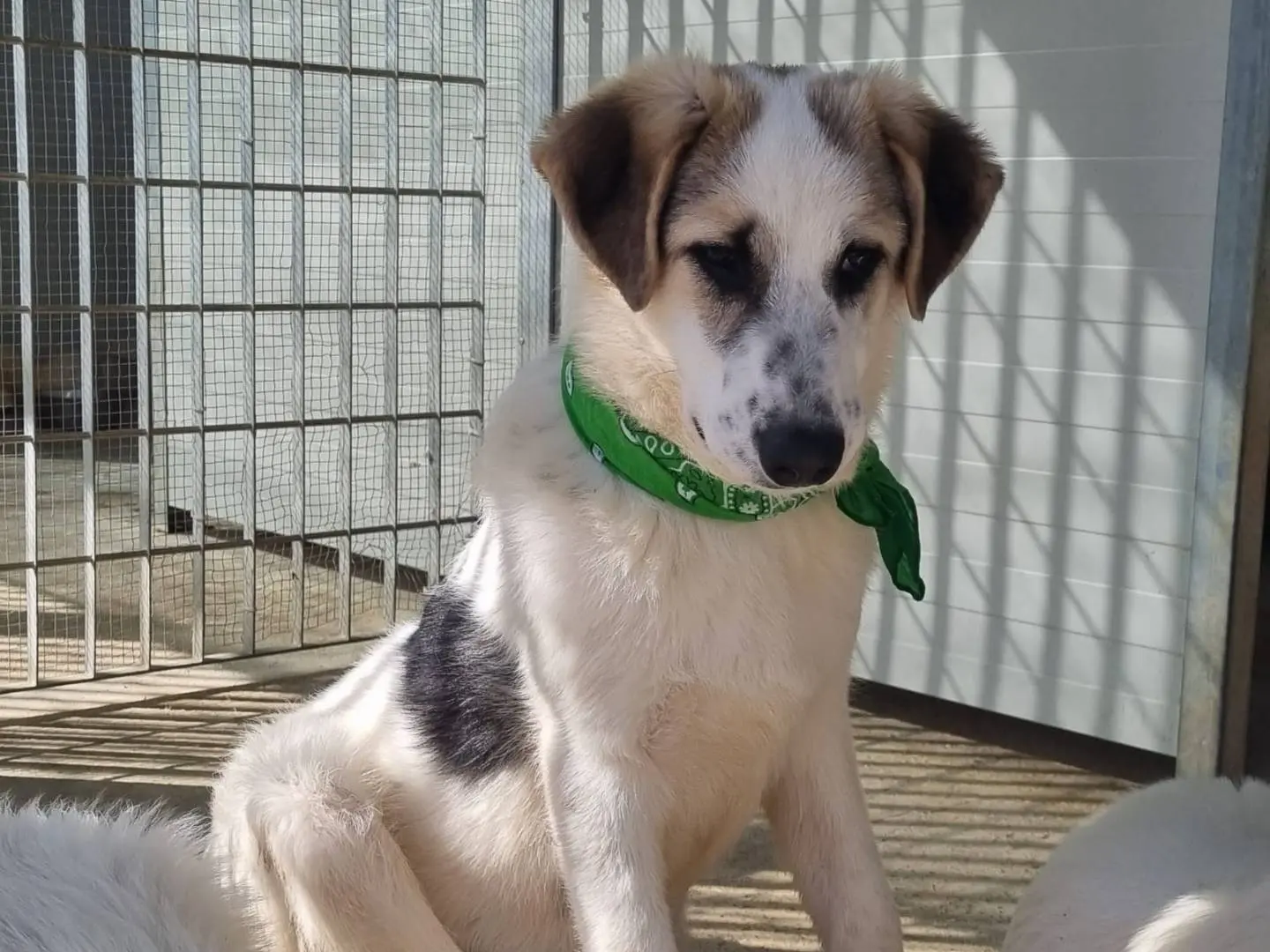 Adotta un cane, maschio, 1 anno, Taranto