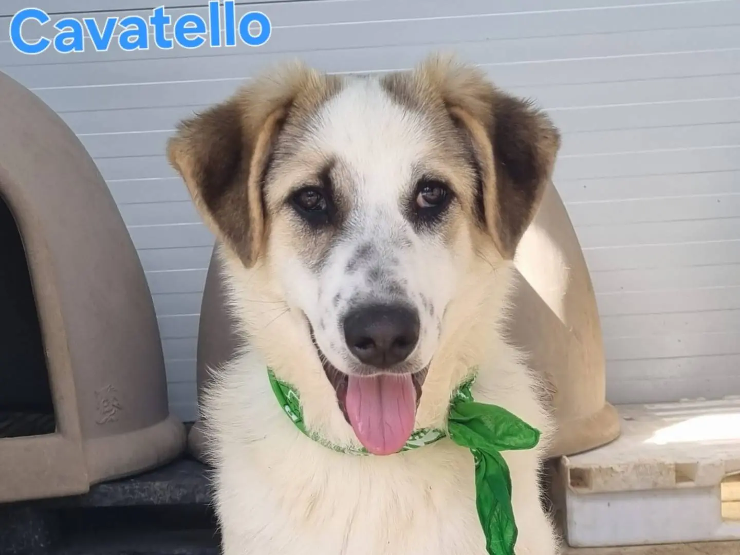 Adozione cane, maschio, Razza sconosciuta Razza sconosciuta, 1 anno, taglia media, Taranto