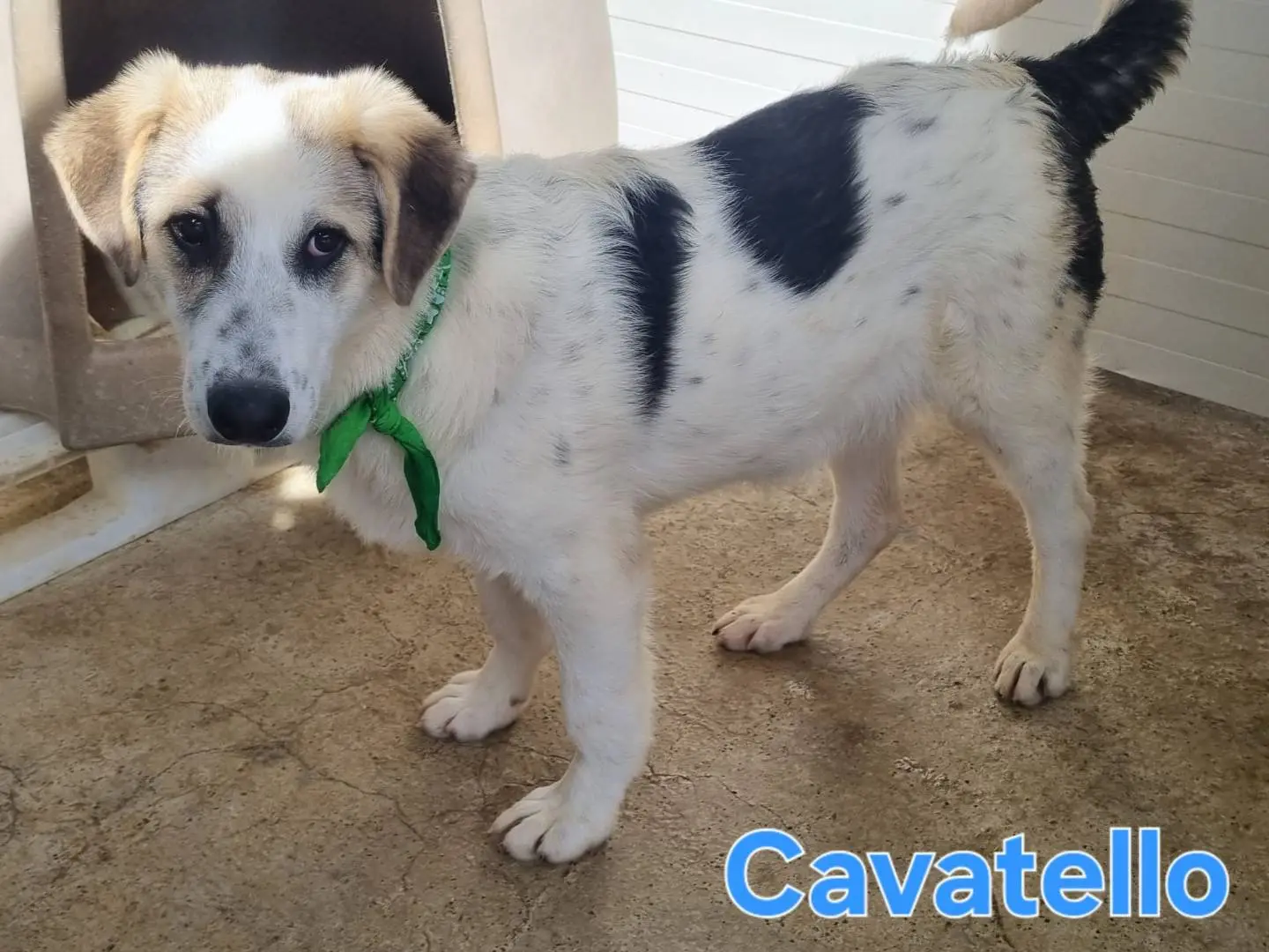 Adotta un cane, taglia media, maschio, Taranto