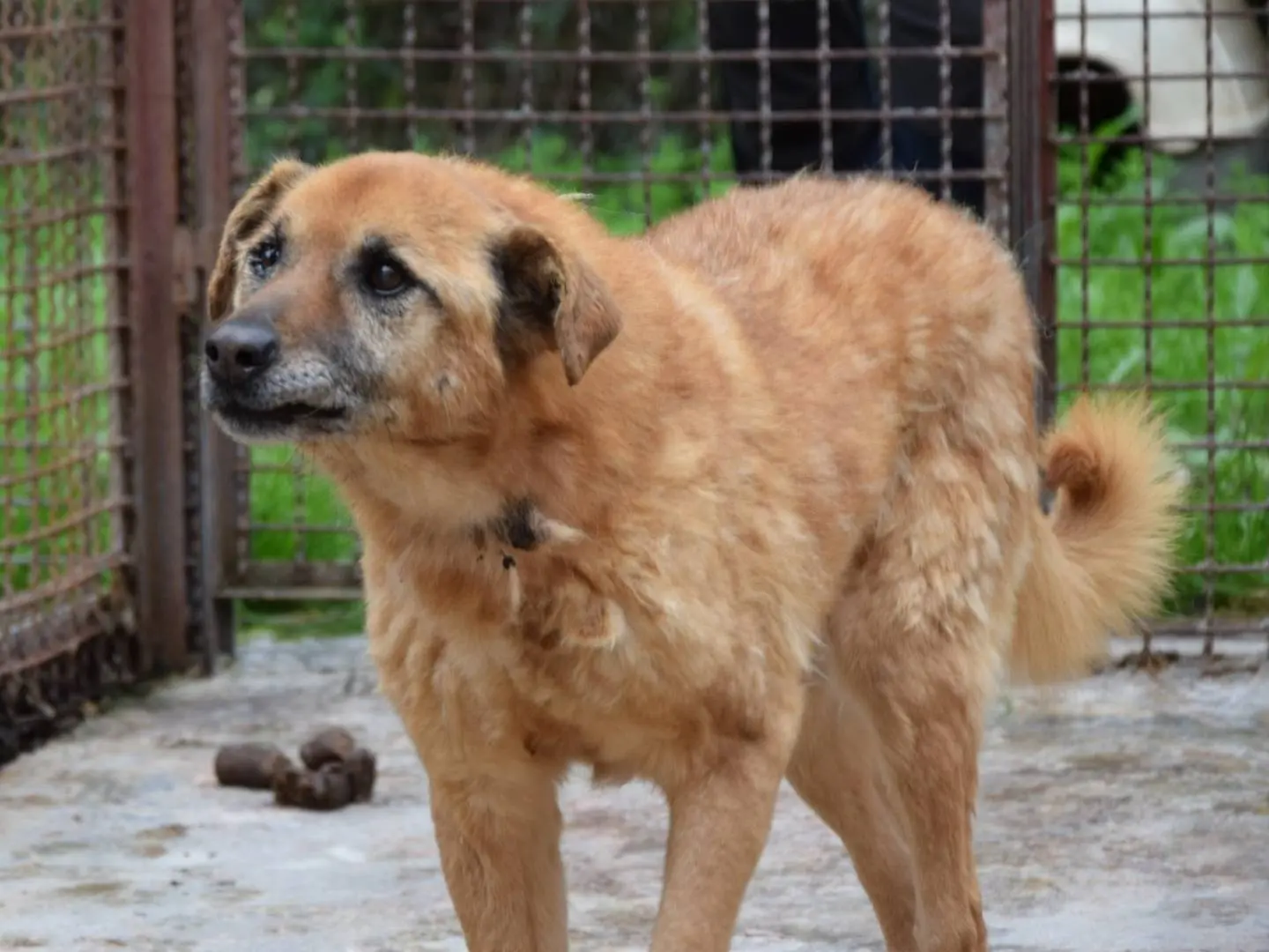 Adozione cane, maschio, Razza sconosciuta Razza sconosciuta, 12 anni e 8 mesi, taglia media, Chieti