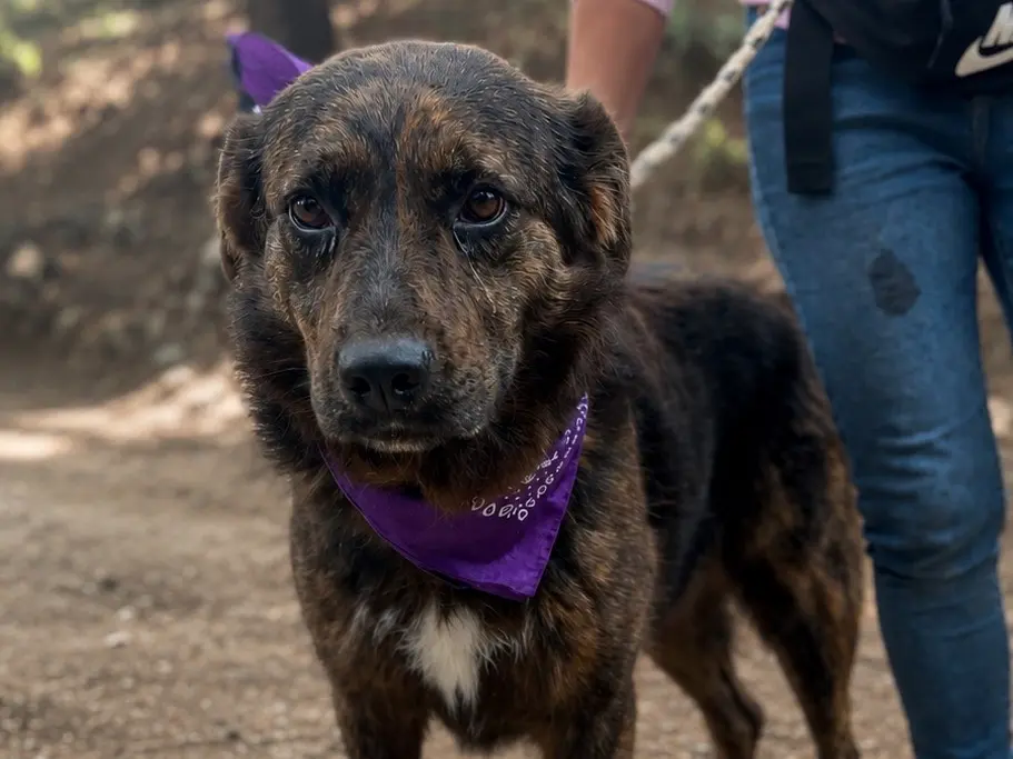 Adozione cane, femmina, Razza sconosciuta Razza sconosciuta, 6 anni e 2 mesi, taglia media, Latina