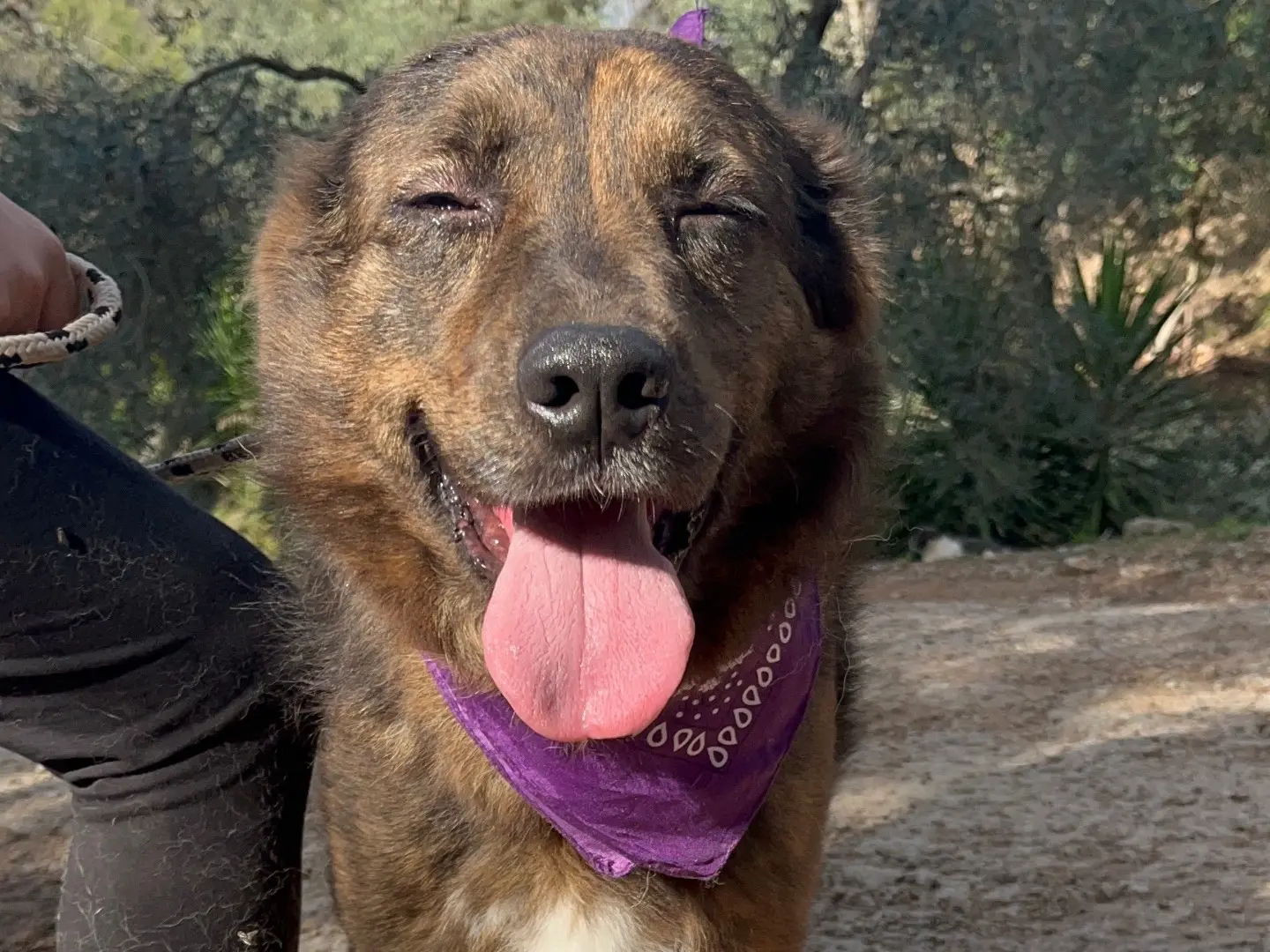 Adotta un cane, femmina, 6 anni e 2 mesi, Latina