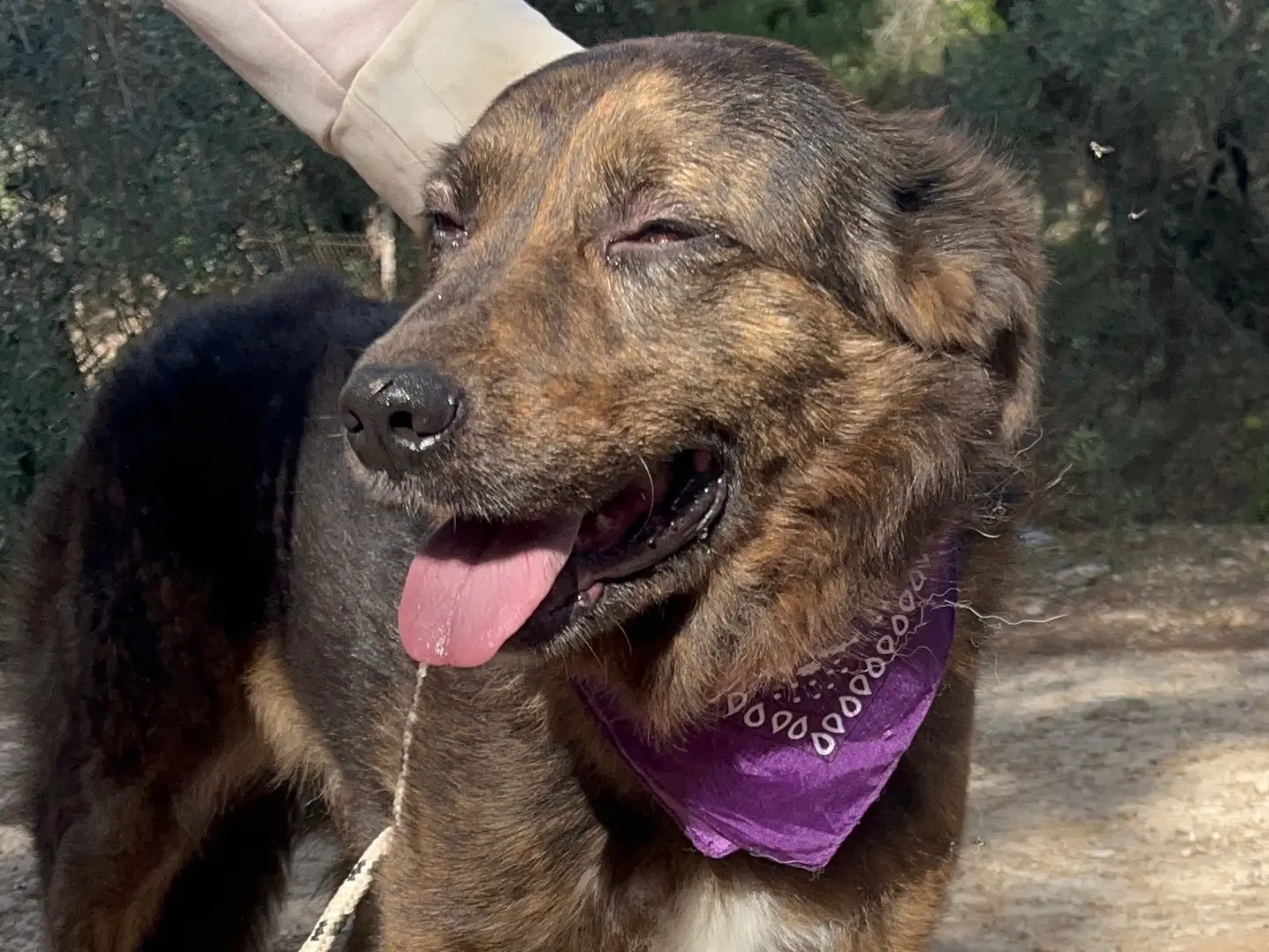 Adotta il cane Moka a Latina