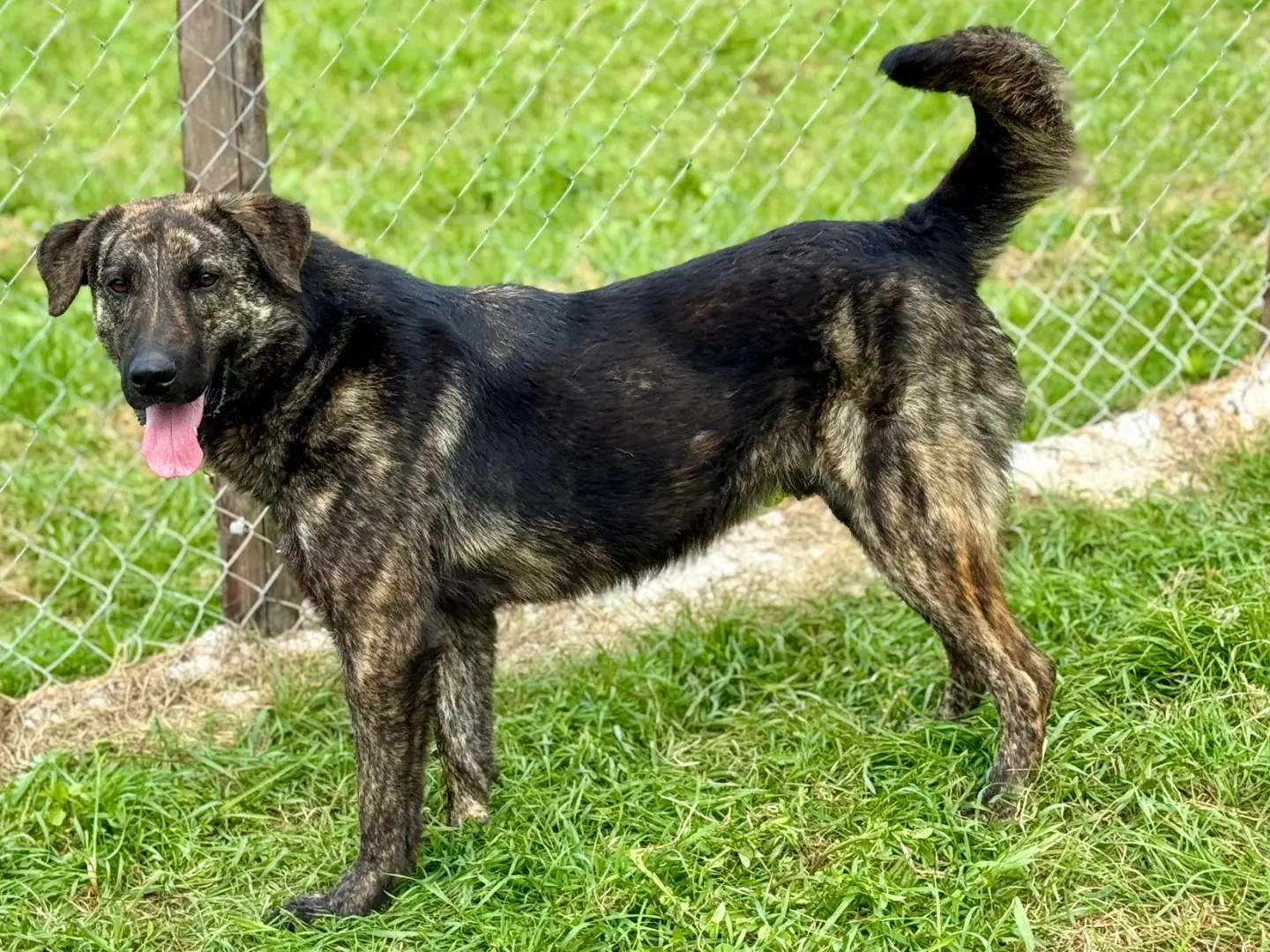 Adotta un cane, maschio, 2 anni e 8 mesi, Salerno