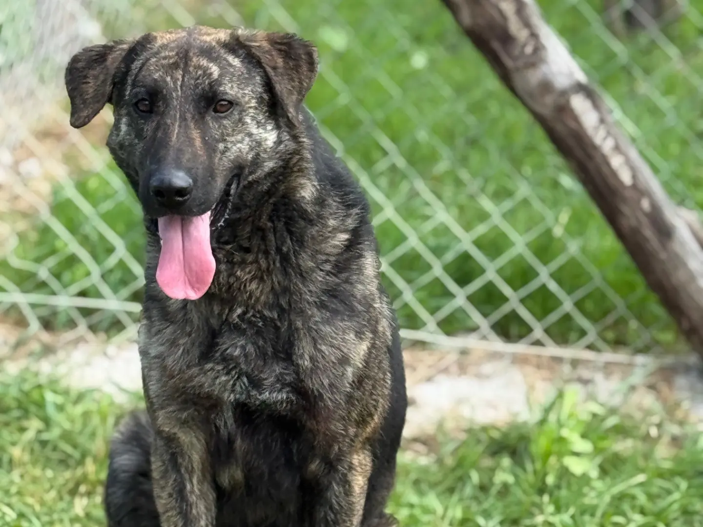 Adozione cane, maschio, Razza sconosciuta Razza sconosciuta, 2 anni e 8 mesi, taglia grande, Salerno