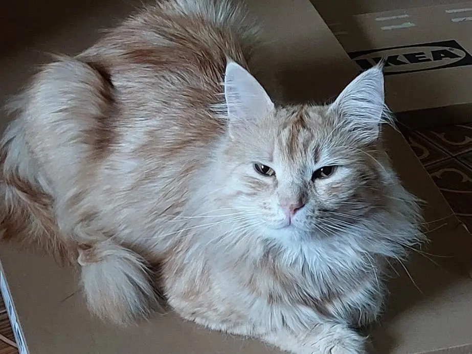 Adozione gatto, maschio, Razza sconosciuta Razza sconosciuta, 1 anno e 5 mesi, taglia non valida, Torino