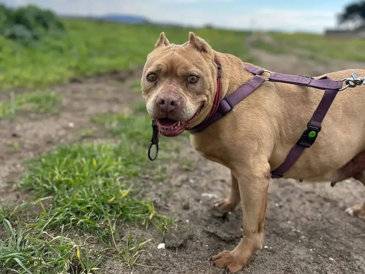 Adotta un cane, femmina, 6 anni e 3 mesi, Caserta