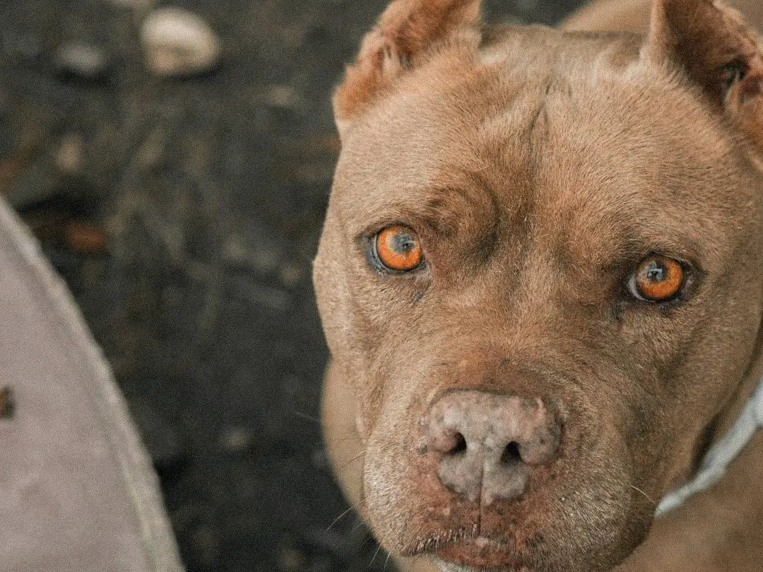 Adozione cane, femmina, Pitbull Razza sconosciuta, 6 anni e 3 mesi, taglia media, Caserta