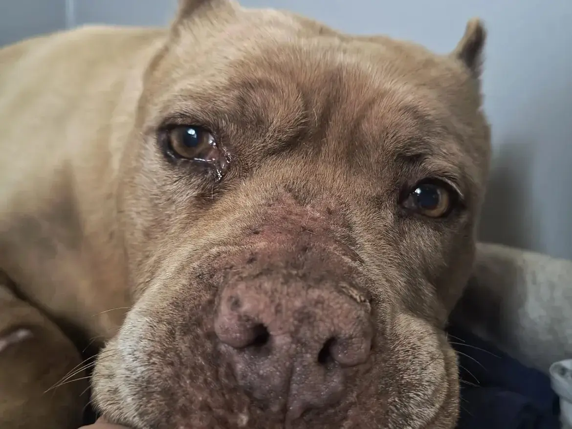 Vuoi adottare un cane a Caserta?