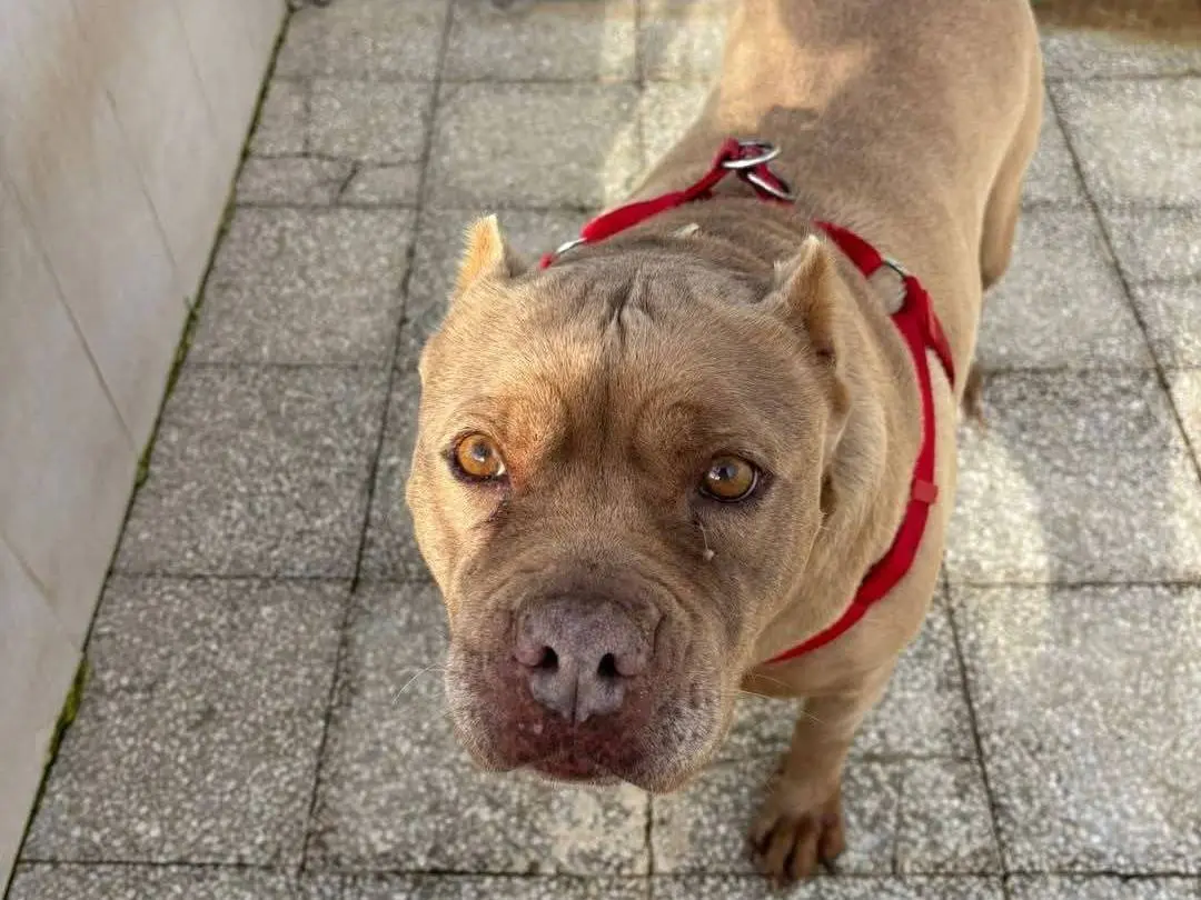 Adotta il cane Grace a Caserta