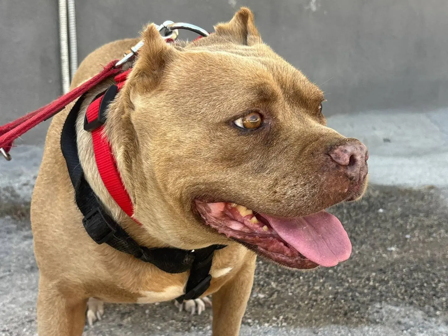 Adotta un cane, taglia media, femmina, Caserta