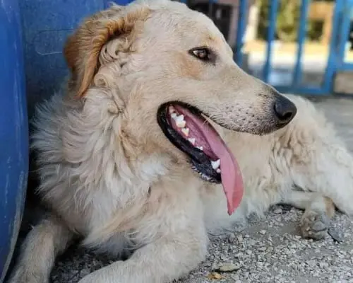 Foto 3 dell'animale