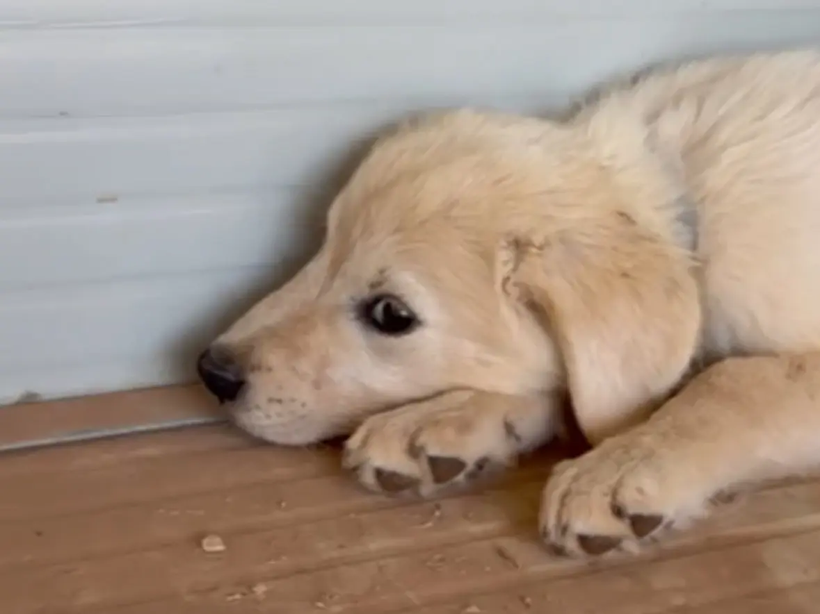 Adotta un cane, femmina, 5 mesi, Taranto