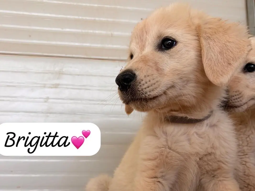 Adozione cane, femmina, Razza sconosciuta Razza sconosciuta, 5 mesi, taglia media, Taranto