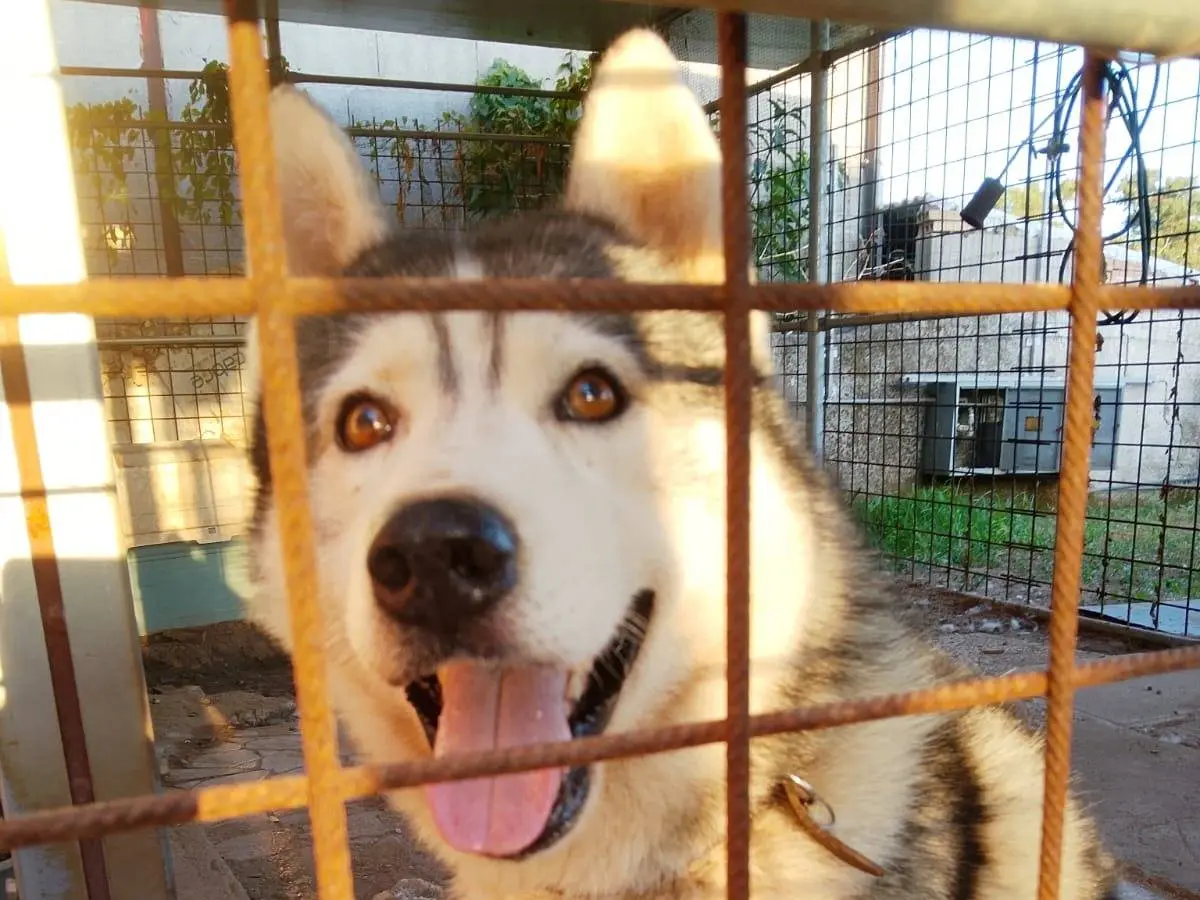 Adotta un cane, maschio, 7 anni e 11 mesi, Latina