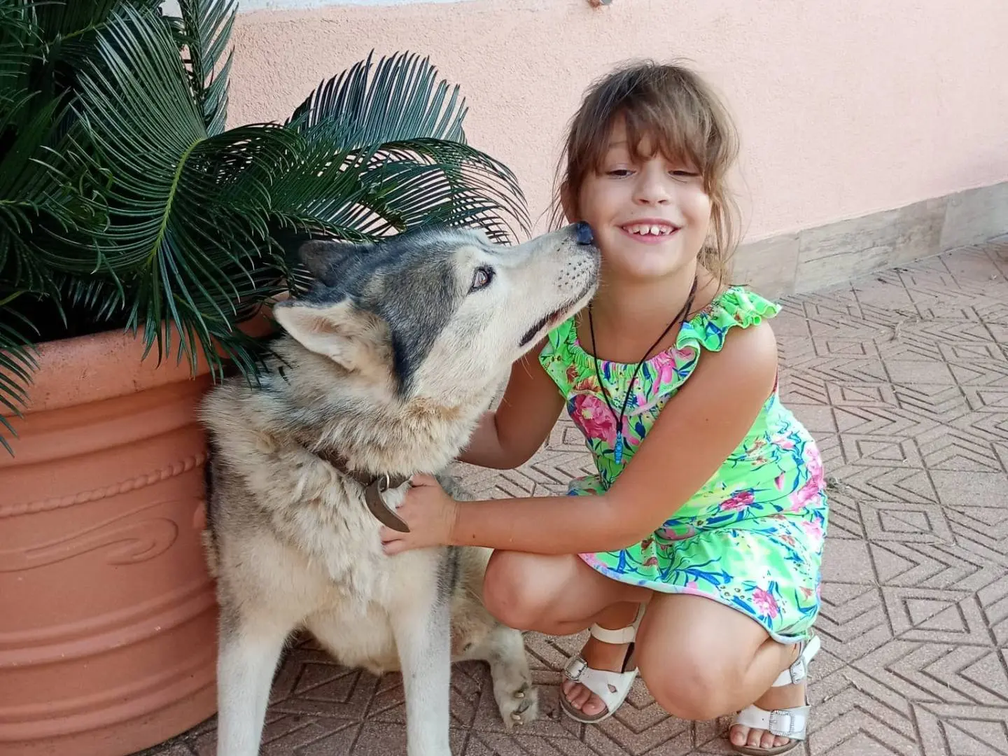 Adozione cane, maschio, Siberian Husky Razza sconosciuta, 7 anni e 11 mesi, taglia media, Latina