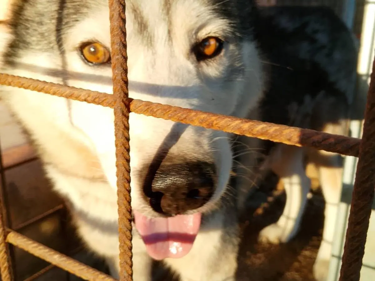Adotta un cane, taglia media, maschio, Latina