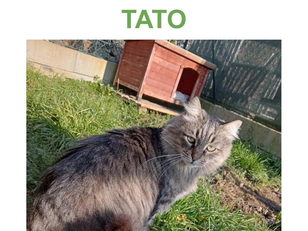 Adozione gatto, maschio, Razza sconosciuta Razza sconosciuta, 5 anni e 6 mesi, taglia non valida, Torino