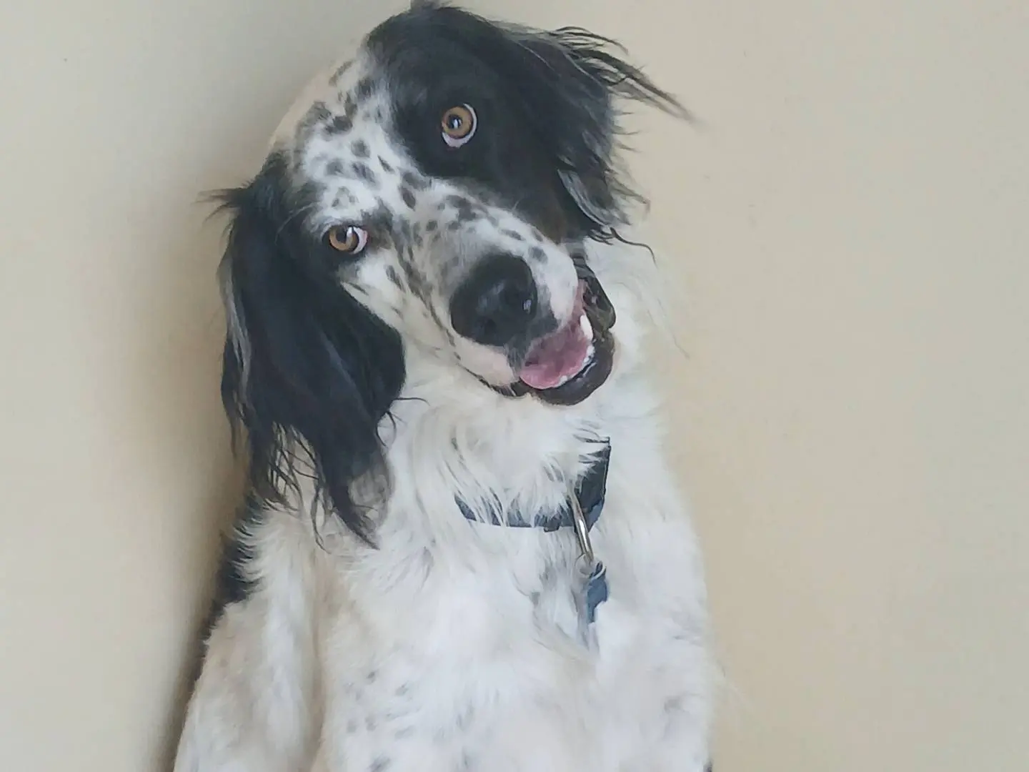 Adozione cane, maschio, Razza sconosciuta Razza sconosciuta, 2 anni e 7 mesi, taglia grande, Milano