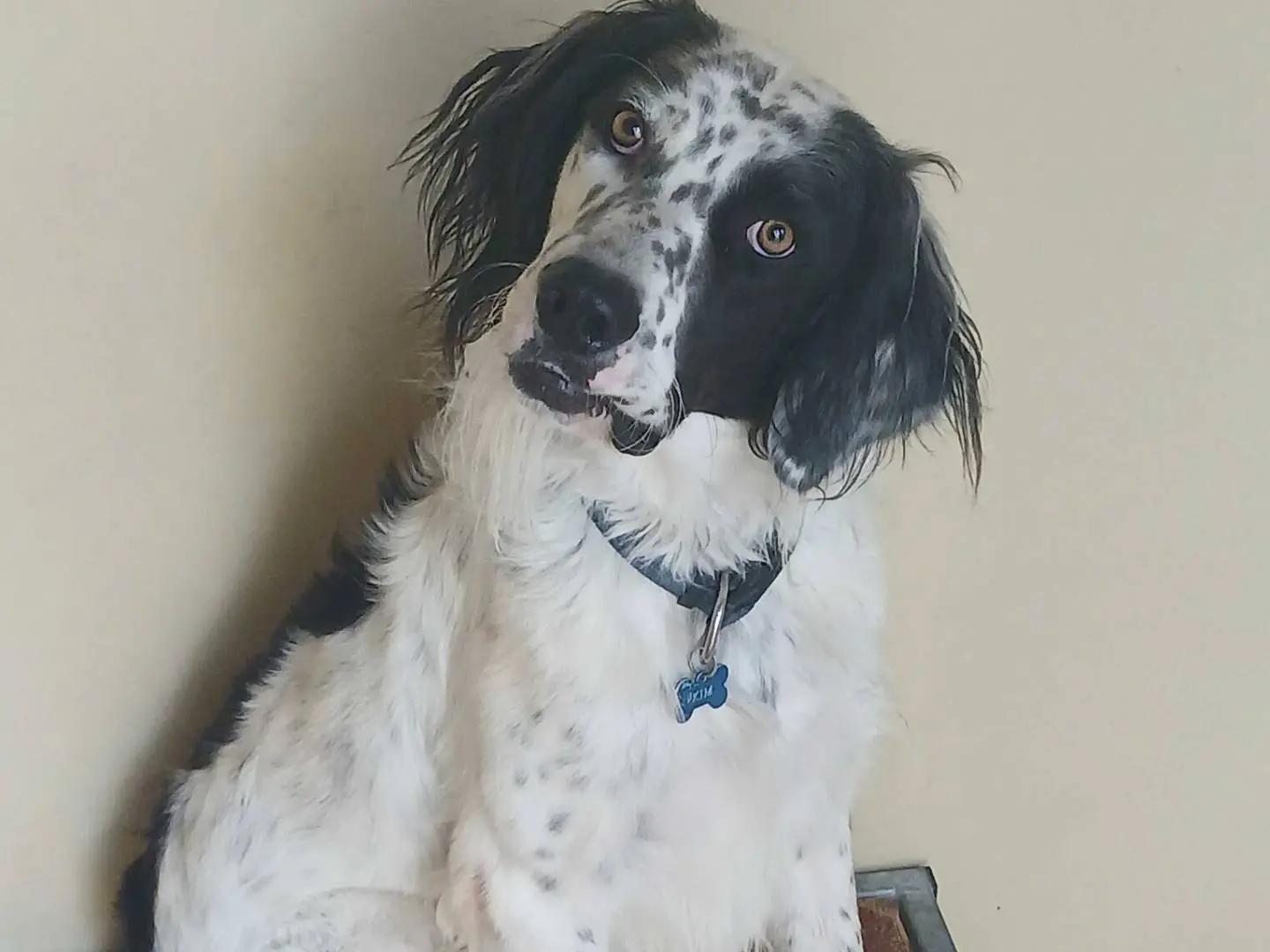 Adotta un cane, taglia grande, maschio, Milano