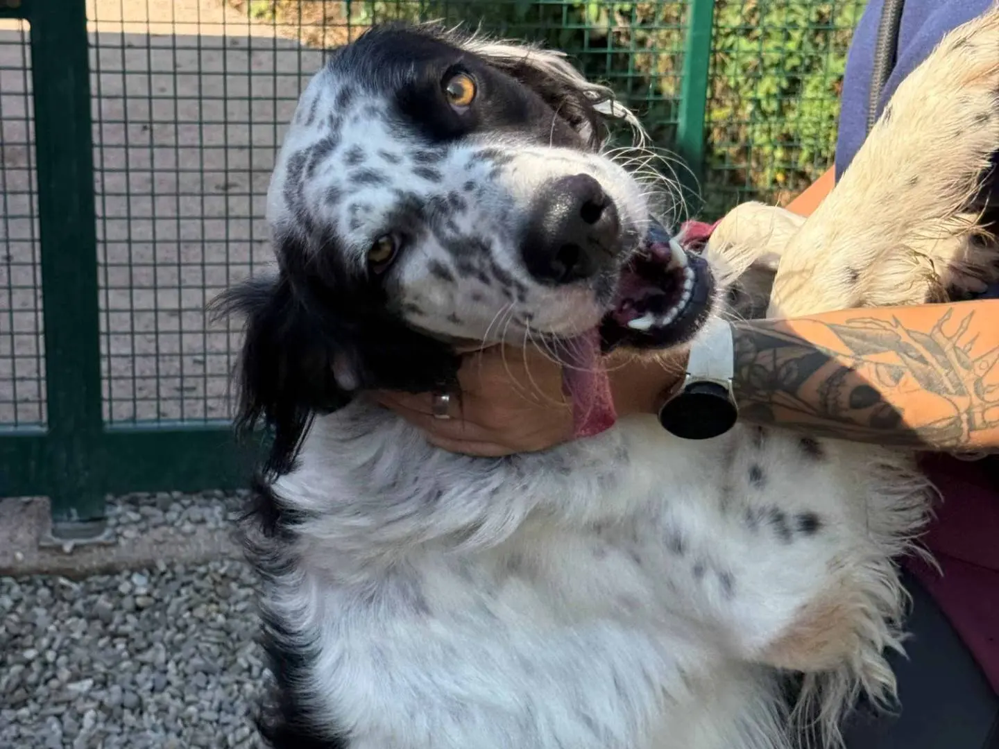 Vuoi adottare un cane a Milano?