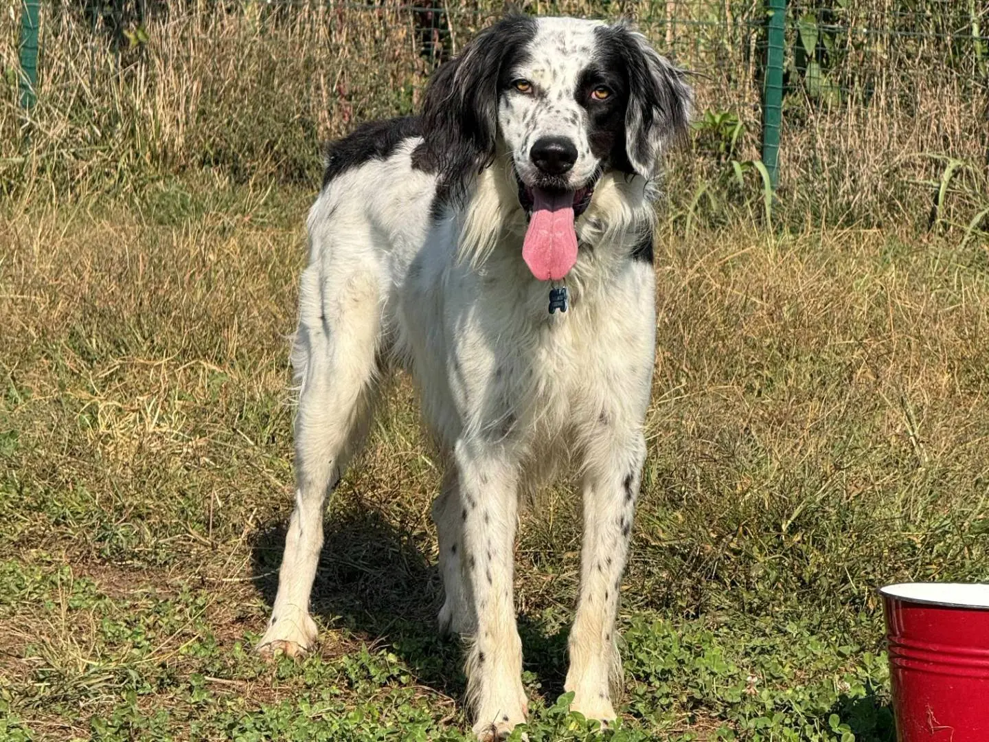 Adotta un cane, maschio, 2 anni e 7 mesi, Milano