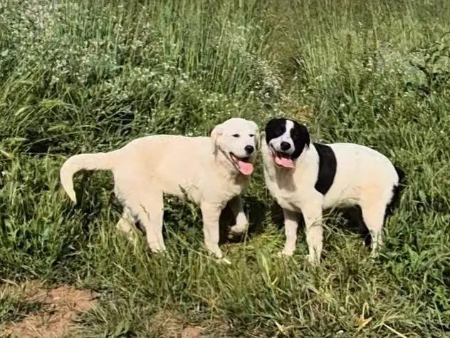 Adozione cane, maschio, Labrador Retriever Razza sconosciuta, 11 mesi, taglia grande, Potenza