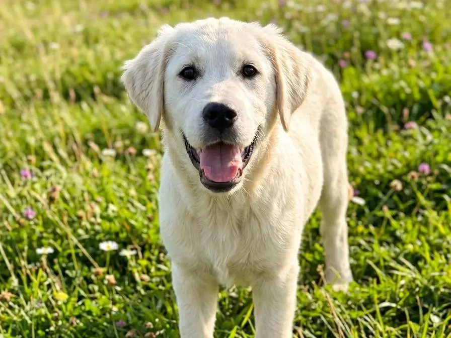 Adotta un cane, maschio, 11 mesi, Potenza