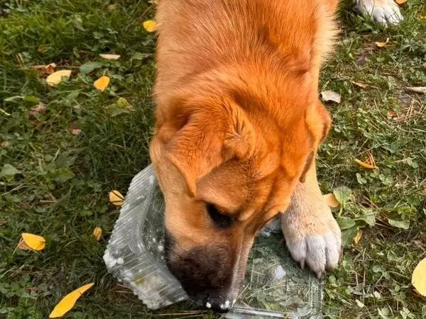 Foto 3 dell'animale
