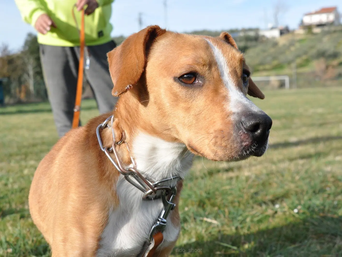 Adozione cane, maschio, Pitbull Razza sconosciuta, 2 anni e 9 mesi, taglia media contenuta, Pescara