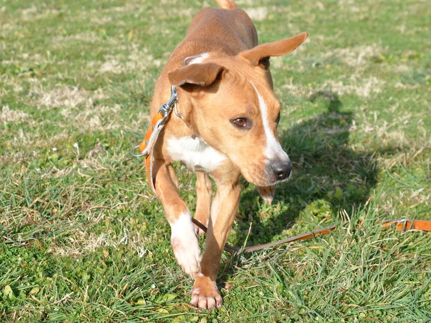Adotta un cane, taglia media contenuta, maschio, Pescara