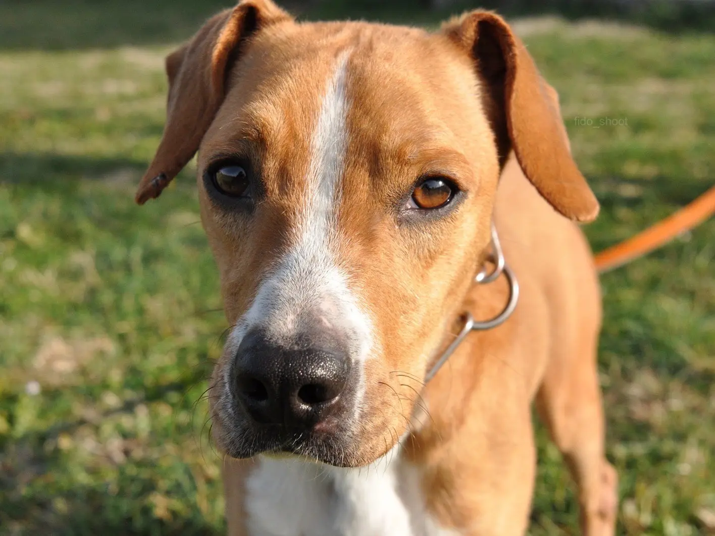 Adotta un cane, maschio, 2 anni e 9 mesi, Pescara