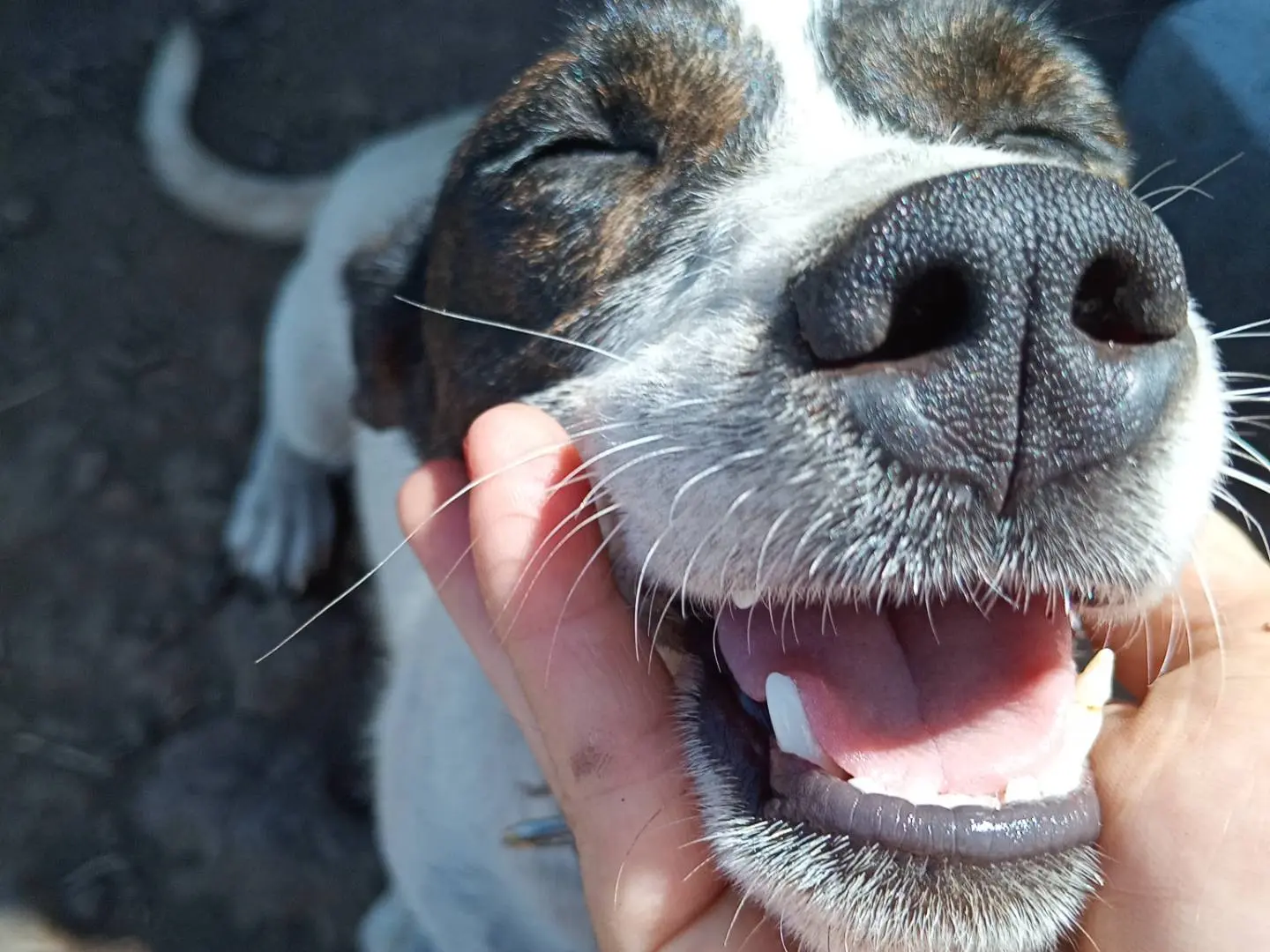 Vuoi adottare un cane a Reggio?