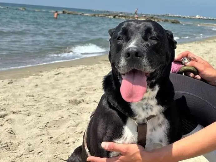 Adotta un cane, taglia media, femmina, Caserta