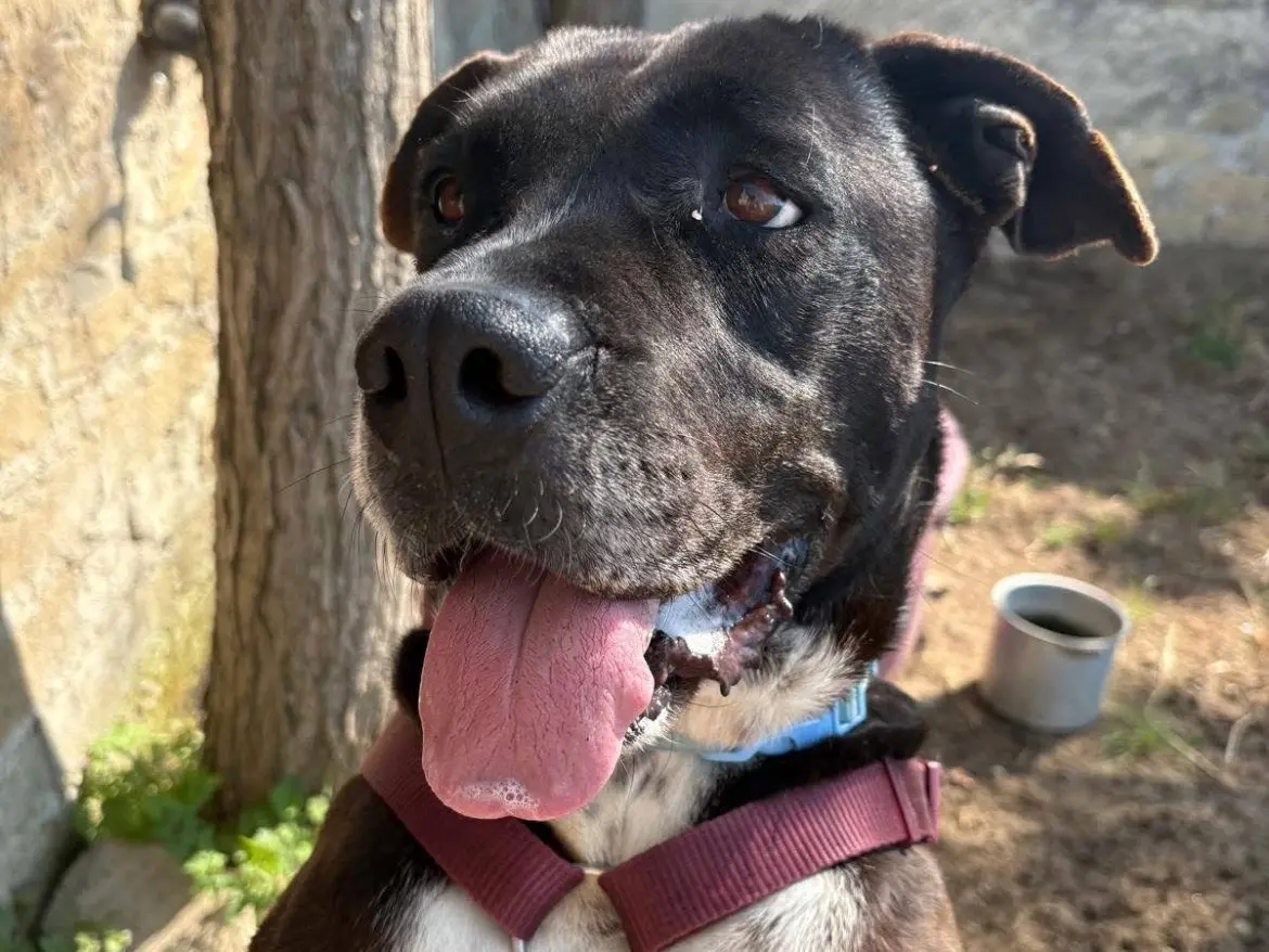Adozione cane, femmina, Amstaff Razza sconosciuta, 4 anni e 11 mesi, taglia media, Caserta