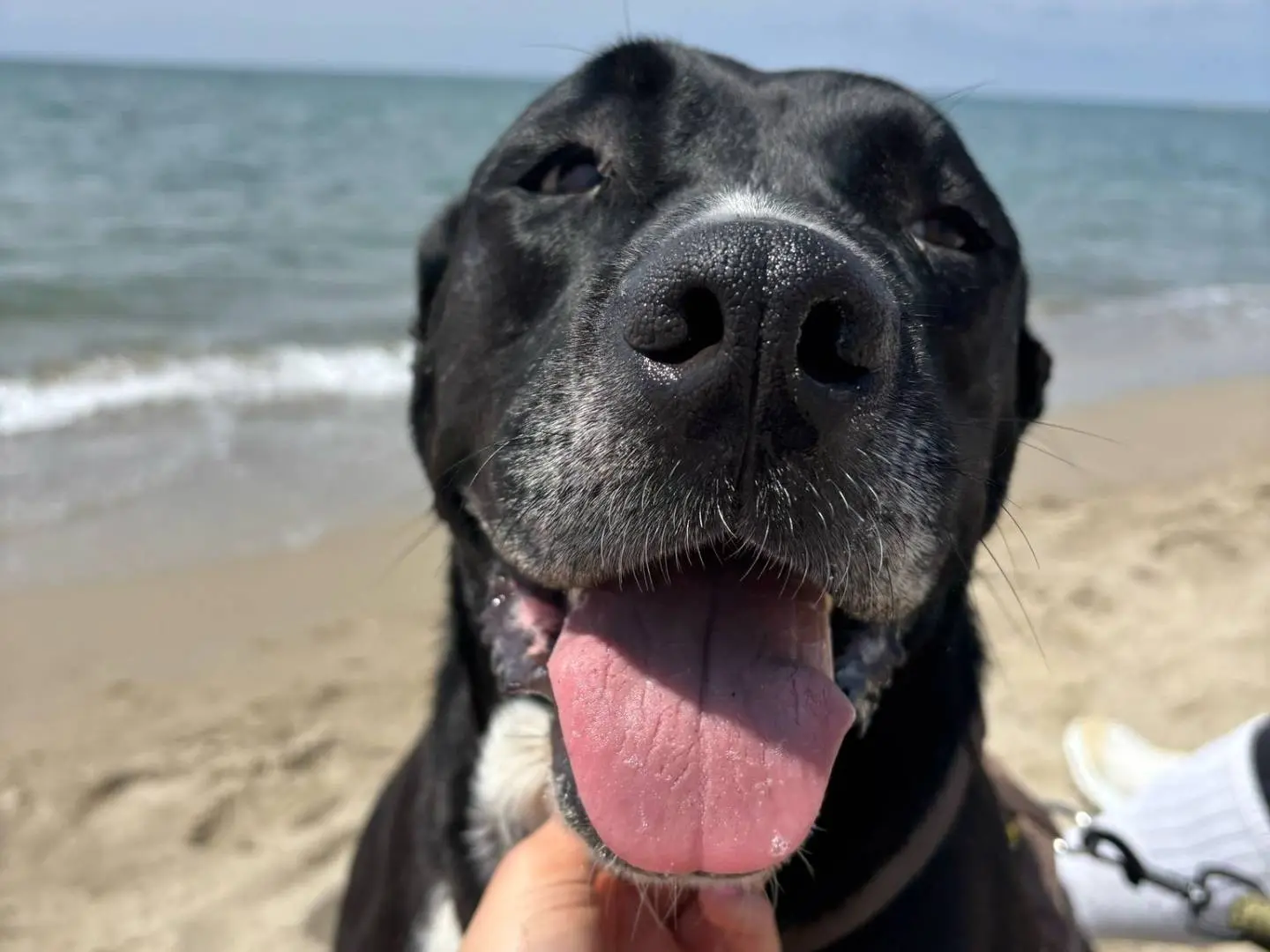 Adotta un cane, femmina, 4 anni e 11 mesi, Caserta