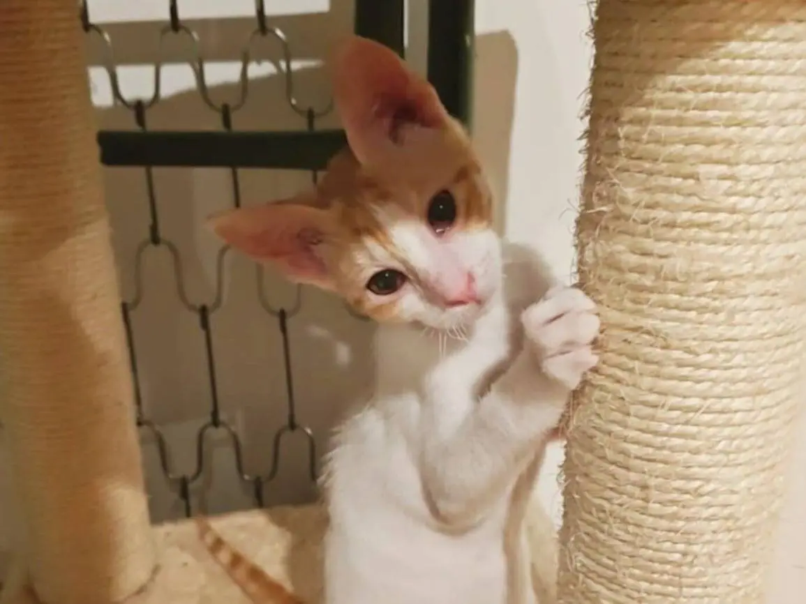 Adozione gatto, maschio, Razza sconosciuta Razza sconosciuta, 5 mesi, taglia non valida, Napoli