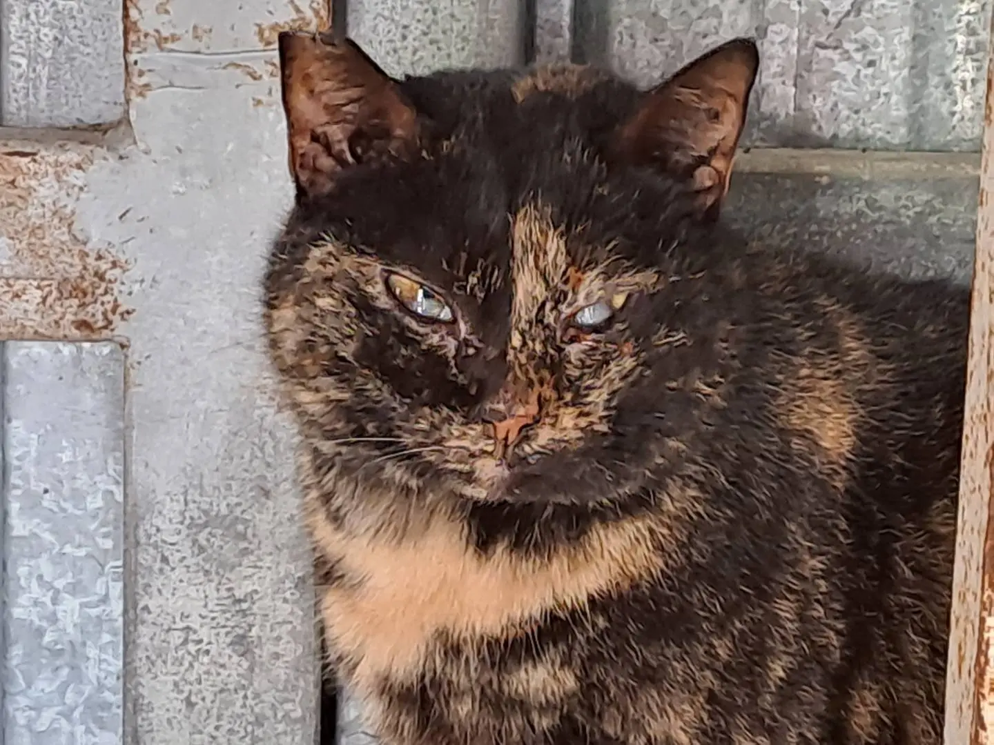 Vuoi adottare un gatto a Genova?