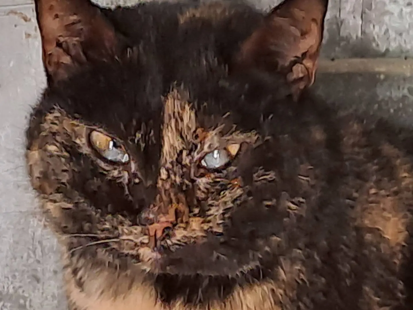 Adotta un gatto, taglia non valida, femmina, Genova