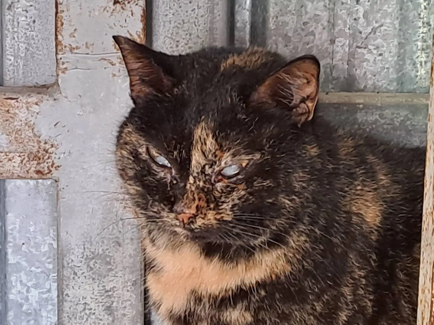 Adozione gatto, femmina, Razza sconosciuta Razza sconosciuta, 6 anni e 9 mesi, taglia non valida, Genova