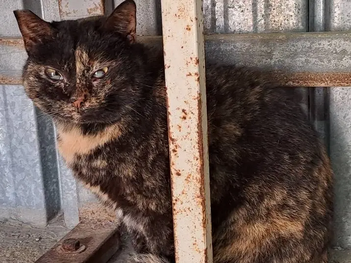 Adotta un gatto, femmina, 6 anni e 9 mesi, Genova