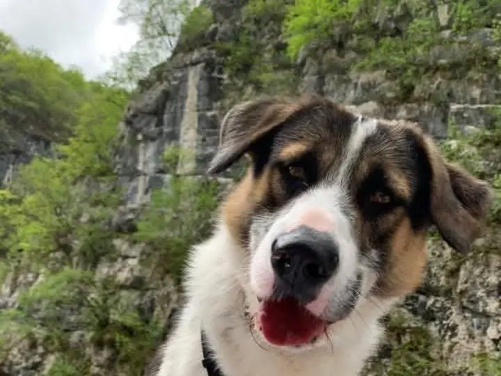 Adozione cane, maschio, Razza sconosciuta Razza sconosciuta, 7 anni, taglia grande, Trento
