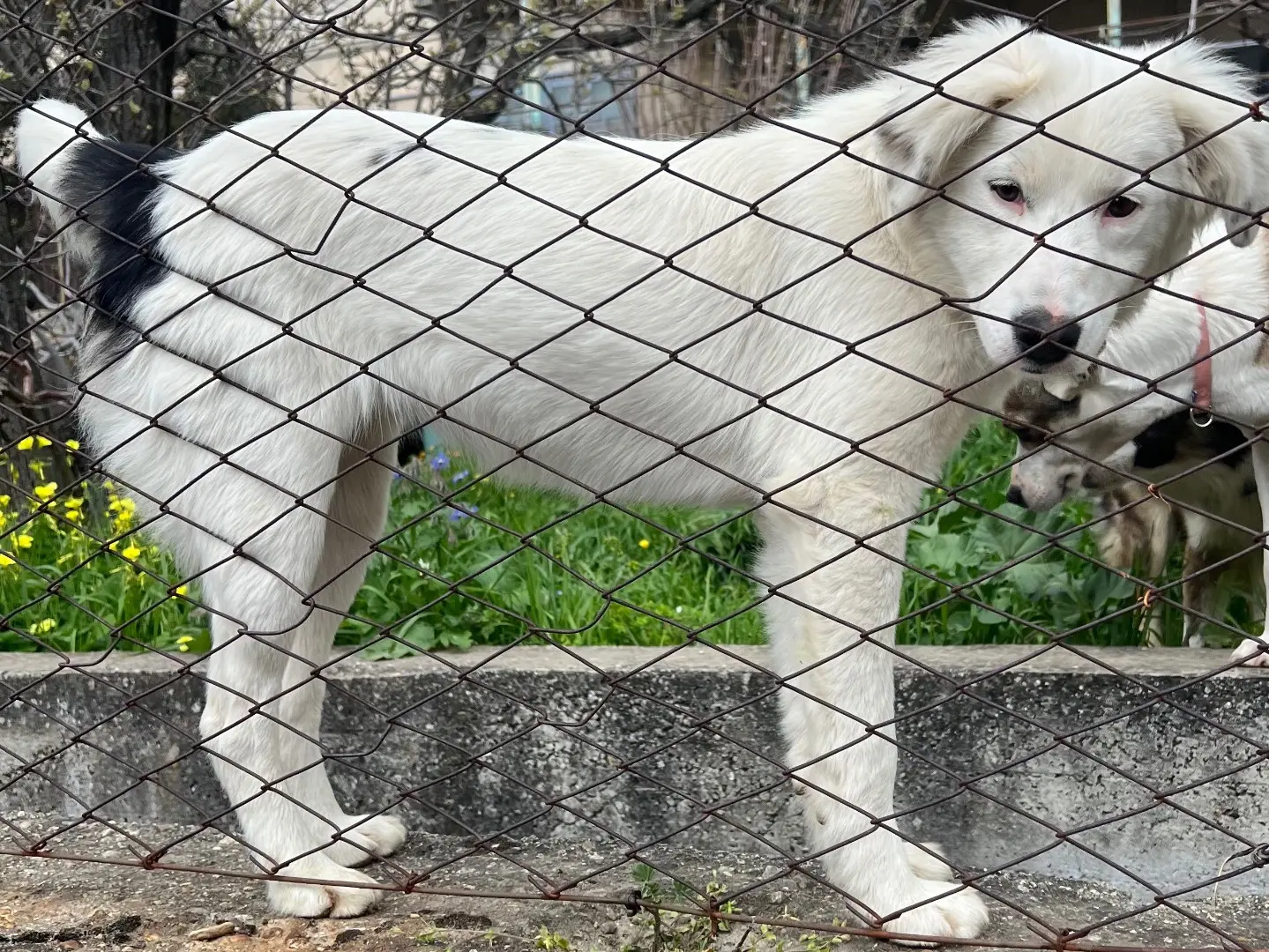Adotta il cane Molly a Catanzaro