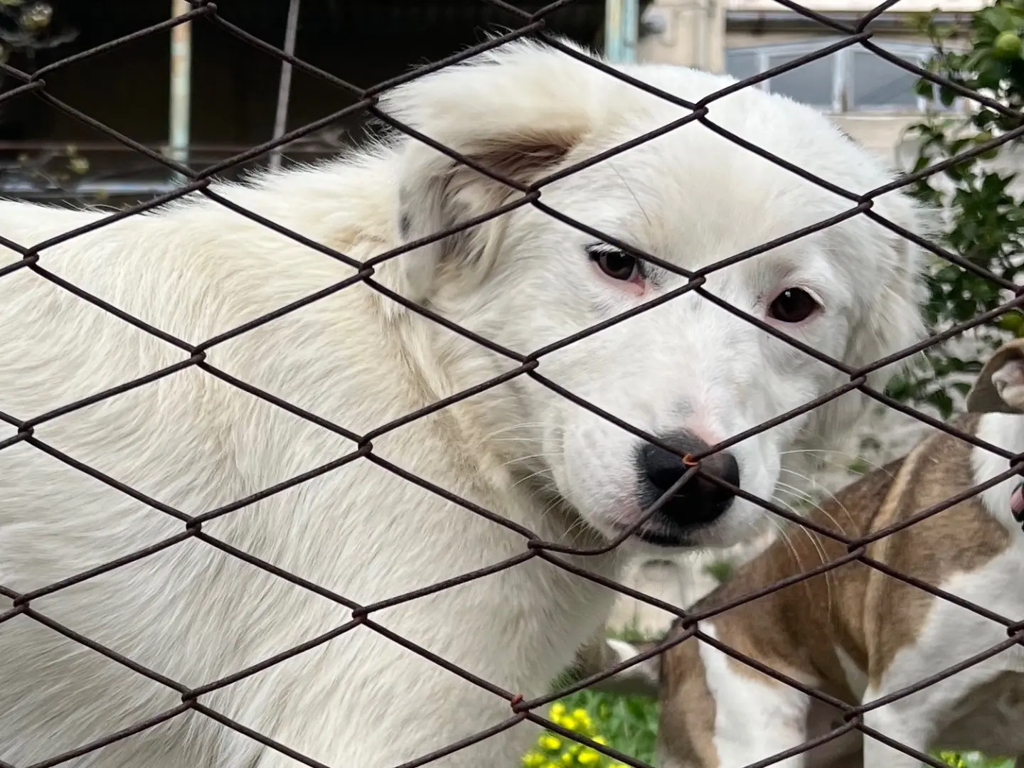 Adotta un cane, taglia media, femmina, Catanzaro