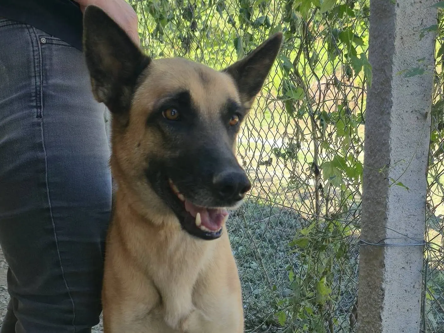 Vuoi adottare un cane a Udine?