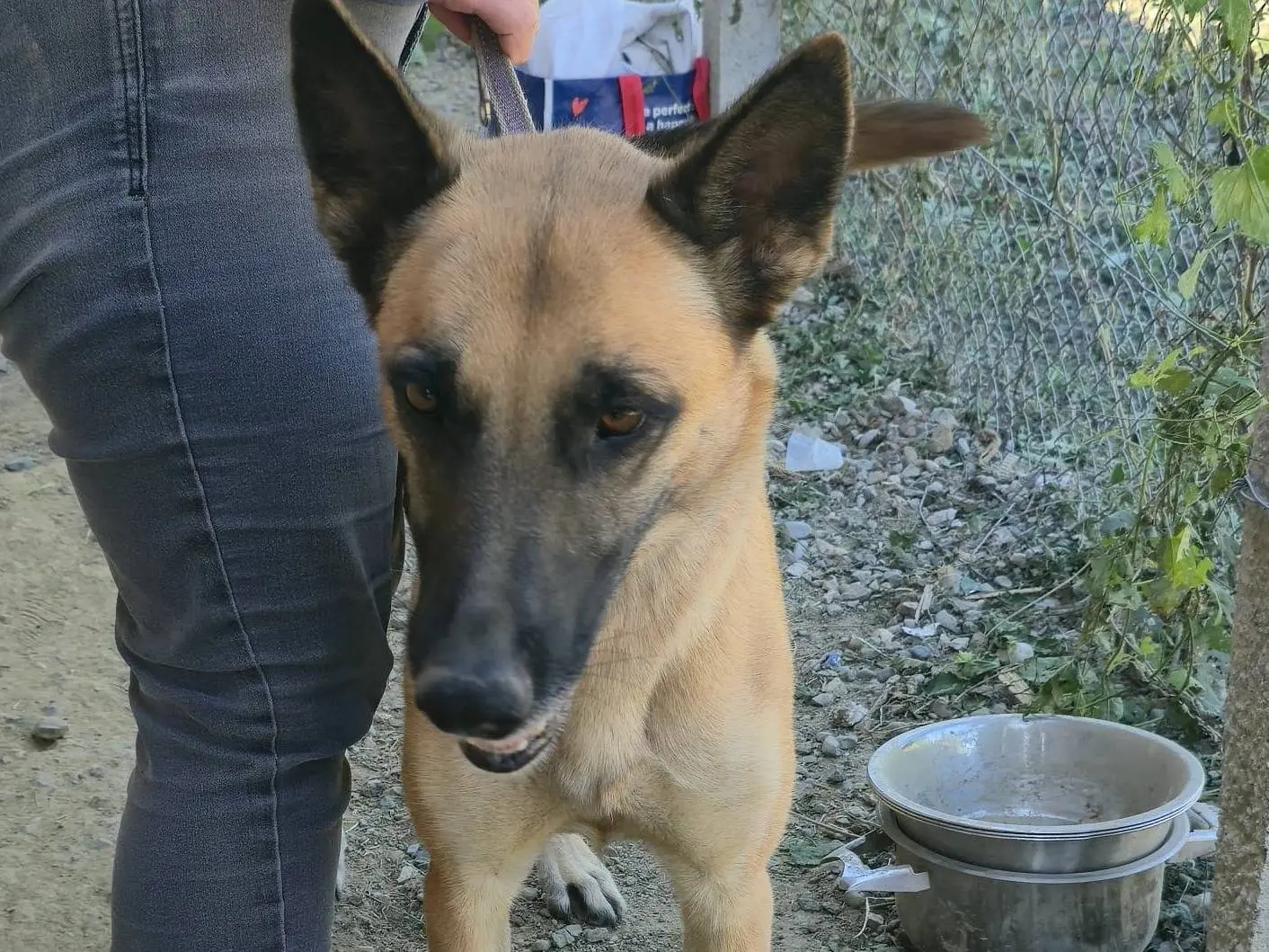 Adotta un cane, taglia media, femmina, Udine