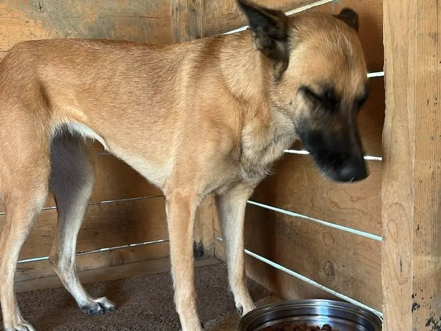 Adotta un cane, femmina, 5 anni e 2 mesi, Udine
