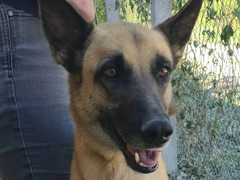 Adozione cane, femmina, Razza sconosciuta Razza sconosciuta, 5 anni e 2 mesi, taglia media, Udine